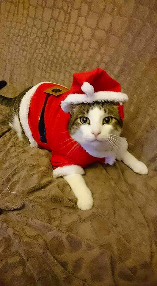 Clovis participe au concours pour gagner de l'argent avec cette photo : canidae, carnivore, cat, costume_hat, domestic_short_haired_cat, event, fawn, felidae, fur, hat, holiday, lap, paw, santa_claus, small_to_medium_sized_cats, snout, stuffed_toy, tail, toy, whiskers