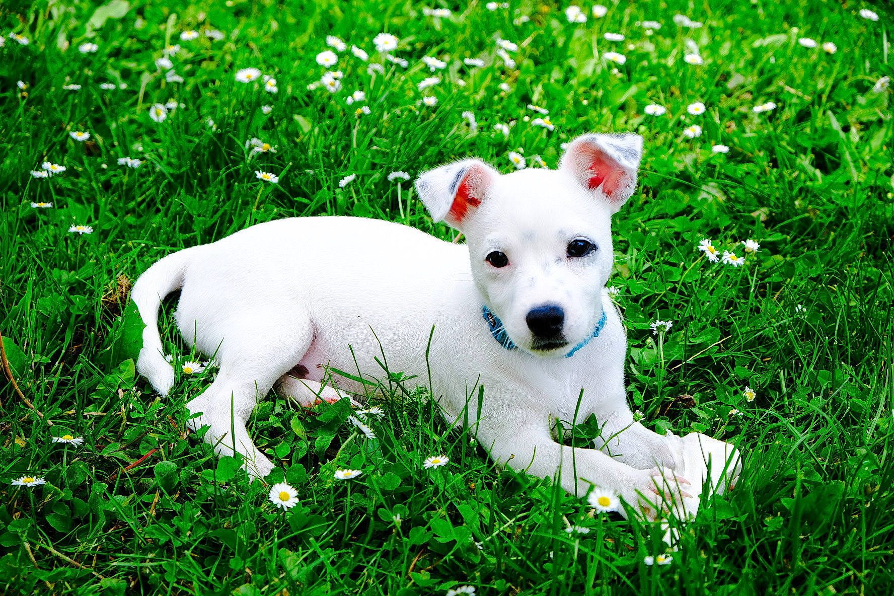 Ryo participe au concours pour gagner de l'argent avec cette photo : carnivore, collar, companion_dog, dog, dog_breed, fawn, grass, grassland, green, groundcover, lawn, non_sporting_group, pasture, people_in_nature, plant, sporting_group, tail, terrier, toy_dog, working_animal