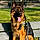 Zuse