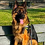 dog, german_shepherd, park, bench, grass, sunlight, outdoor, canine, pet, leash, harness, tongue_out, ears_up, muzzle, fur, animal, daytime, nature, resting, seated
