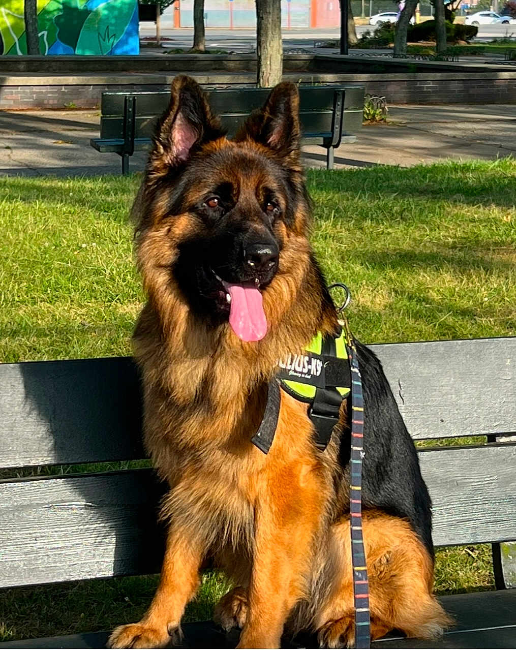 Zuse joined the competition — help win amazing prizes! dog, german_shepherd, park, bench, grass, sunlight, outdoor, canine, pet, leash, harness, tongue_out, ears_up, muzzle, fur, animal, daytime, nature, resting, seated