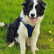 Asko a rejoint le concours — aidez-le/la à gagner de superbes lots ! dog, border_collie, grass, greenery, outdoor, pet, canine, animal, happy, tongue_out, sitting, nature, summer, playful, field, yellow_flowers, fur, leisure, friendly, mammal