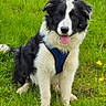animal, border_collie, canine, dog, field, friendly, fur, grass, greenery, happy, leisure, mammal, nature, outdoor, pet, playful, sitting, summer, tongue_out, yellow_flowers