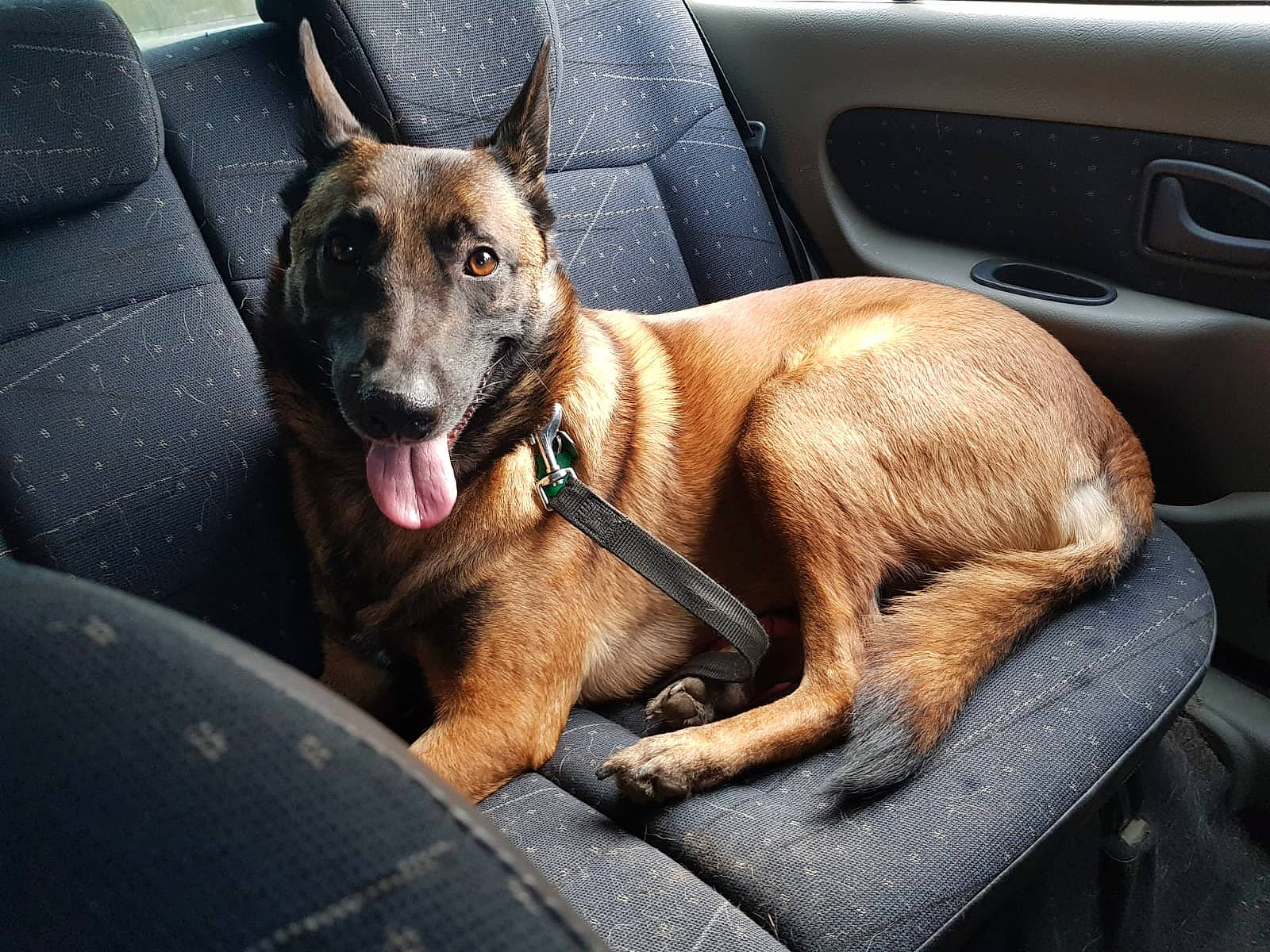 Loocky a rejoint le concours — aidez-le/la à gagner de superbes lots ! canidae, car, carnivore, companion_dog, dog, dog_breed, fawn, mammal, rare_breed_dog, snout, vehicle, vertebrate