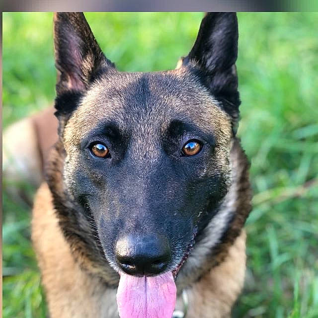 Loocky a rejoint le concours — aidez-le/la à gagner de superbes lots ! belgian_shepherd, belgian_shepherd_malinois, canidae, carnivore, dog, dog_breed, east_european_shepherd, eye, fawn, german_shepherd_dog, king_shepherd, kunming_wolfdog, mammal, old_german_shepherd_dog, rare_breed_dog, shiloh_shepherd_dog, snout, vertebrate, wildlife, working_dog