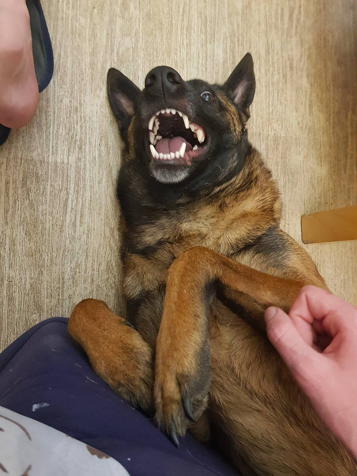 Loocky participe au concours pour gagner de l'argent avec cette photo : belgian_shepherd_malinois, bohemian_shepherd, canidae, carnivore, dog, dog_breed, facial_expression, german_shepherd_dog, gesture, hand, kai_ken, king_shepherd, kunming_wolfdog, mammal, old_german_shepherd_dog, shiloh_shepherd_dog, snout, vertebrate, wolfdog, yawn