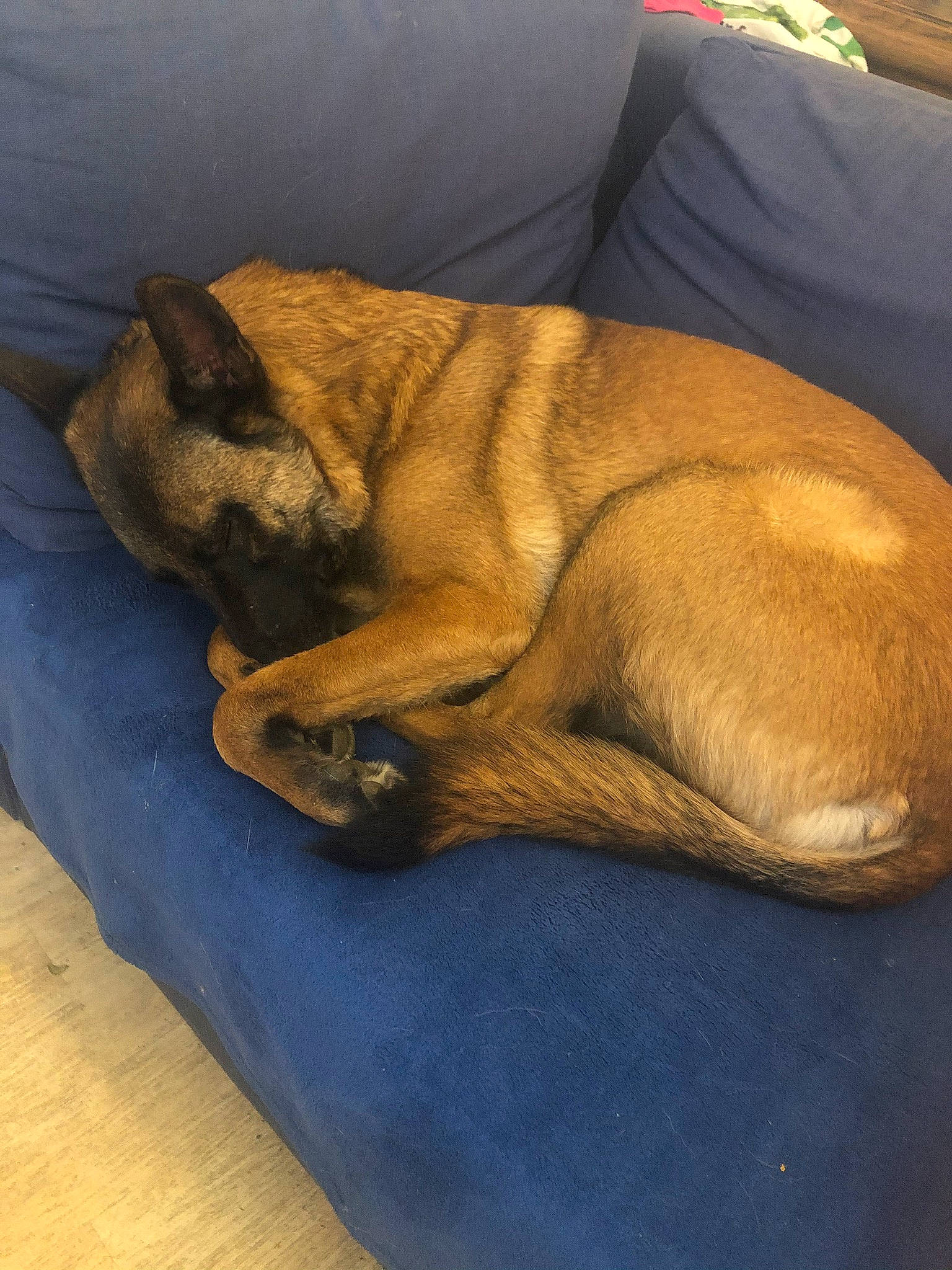 Loocky a rejoint le concours — aidez-le/la à gagner de superbes lots ! canidae, carnivore, comfort, companion_dog, dog, dog_bed, dog_breed, fawn, nap, sleep, snout