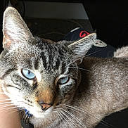 Leo is registered to the contest to win money with this photo: cat, blue_eyes, close_up, fur, whiskers, pet, animal, indoor, resting, lap, comfort, domestic_cat, striped, face, ear, nose, person, human_arm, cozy, relaxed