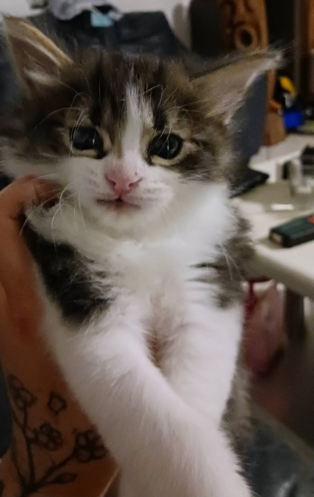 Ully a rejoint le concours — aidez-le/la à gagner de superbes lots ! carnivore, cat, claw, domestic_short_haired_cat, felidae, fur, iris, paw, small_to_medium_sized_cats, snout, tail, whiskers