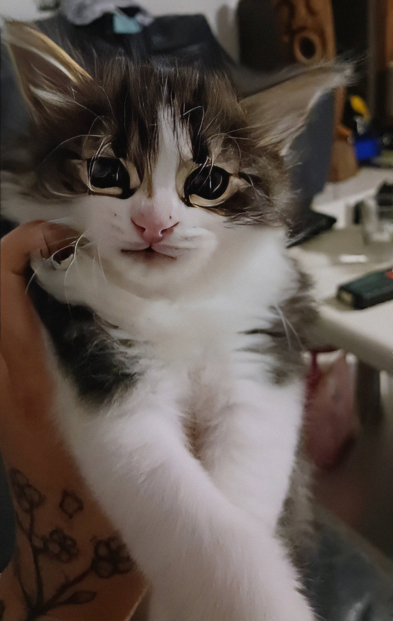 Ully a rejoint le concours — aidez-le/la à gagner de superbes lots ! carnivore, cat, claw, domestic_short_haired_cat, ear, eye, eyelash, felidae, foot, fur, paw, small_to_medium_sized_cats, snout, tail, whiskers, window