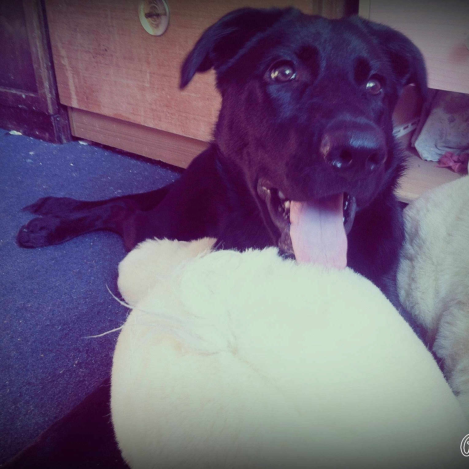 Poppy is registered to the contest to win money with this photo: