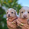puppy, dog, newborn, animal, cute, pet, hands, rings, gold, closeup, portrait, outdoor, nature, fur, eyes, nose, small, baby, holding, blurred_background