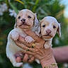Douglas Et Berny a rejoint le concours — aidez-le/la à gagner de superbes lots ! puppies, dog, baby_animal, cute, hand, rings, bracelet, outdoor, greenery, blurred_background, closeup, fur, pet, young, small, adorable, animal, nature, portrait, holding