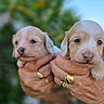 Douglas Et Berny a rejoint le concours — aidez-le/la à gagner de superbes lots ! puppy, dog, newborn, cute, hands, gold_ring, outdoor, nature, portrait, animal, young, pet, fluffy, small, close_up, adorable, face, furry, holding, background_blur