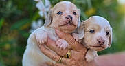Douglas Et Berny participe au concours pour gagner de l'argent avec cette photo : puppies, dog, newborn, cute, animal, pet, hand, holding, nature, greenery, flower, outdoor, closeup, fur, small, adorable, face, eyes, nose, soft