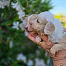 puppy, newborn, dog, hand, holding, cute, animal, fur, outdoor, nature, greenery, flower, blurred_background, small, pet, adorable, young, soft, mammal, spring