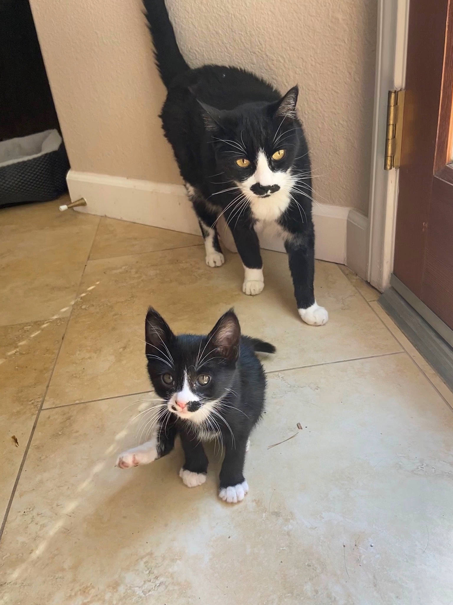 Larry is registered to the contest to win money with this photo: carnivore, cat, eye, facial_expression, felidae, floor, flooring, grey, hair, head, human_body, iris, leg, line, small_to_medium_sized_cats, snout, stairs, tail, whiskers, wood