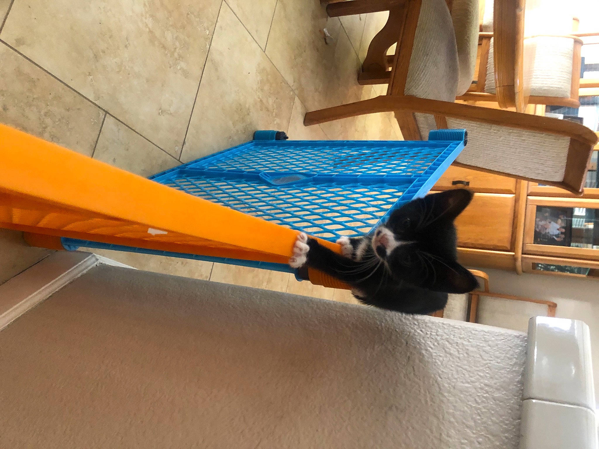 Larry joined the competition — help win amazing prizes! automotive_exterior, bench, boats_and_boating_equipment_and_supplies, carnivore, comfort, electric_blue, felidae, floor, flooring, hardwood, human_leg, leisure, outdoor_furniture, plywood, room, stairs, table, varnish, wood, wood_stain