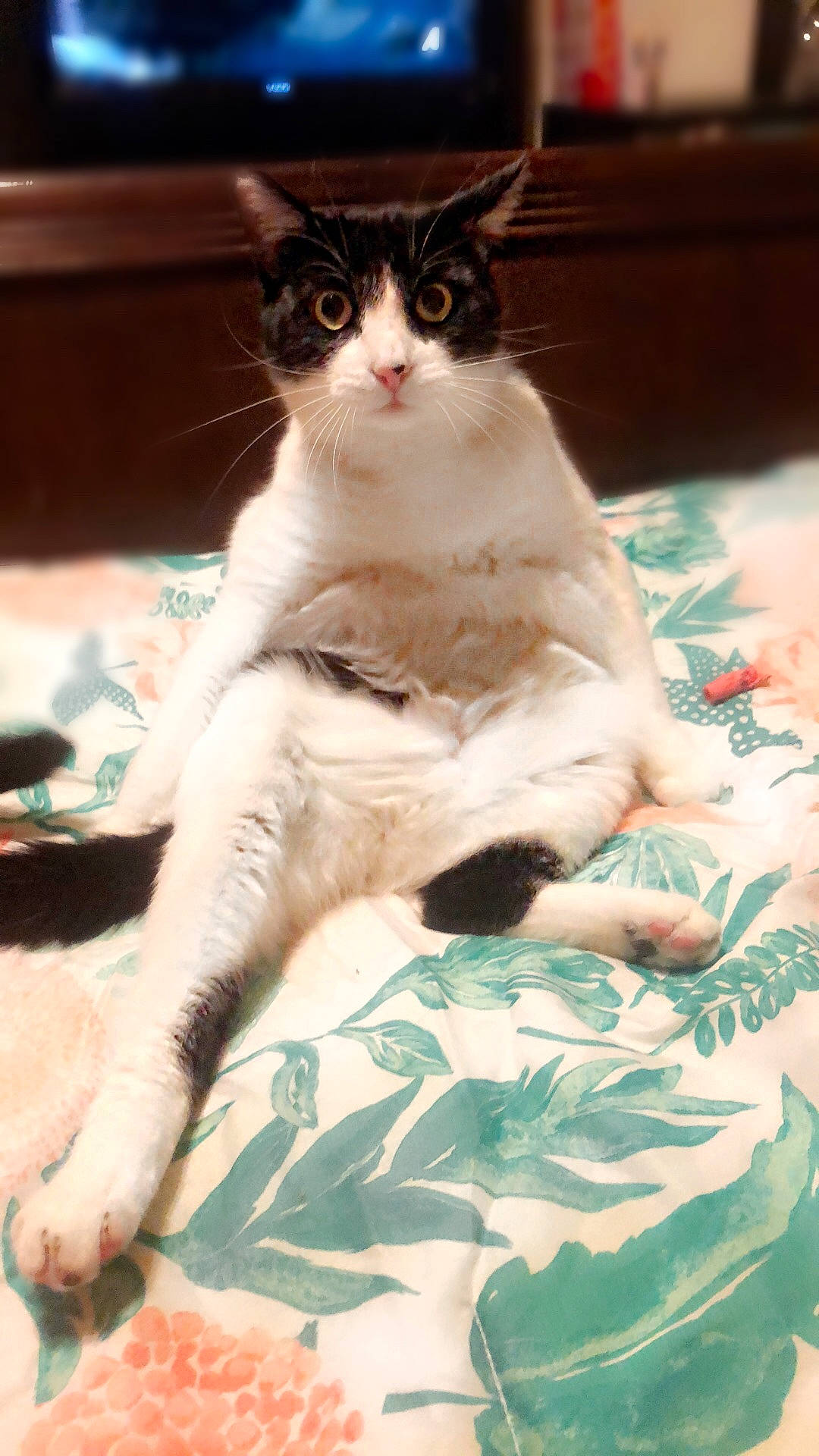 Brewster joined the competition — help win amazing prizes! carnivore, cat, claw, comfort, domestic_short_haired_cat, fawn, felidae, foot, fur, linens, paw, sitting, small_to_medium_sized_cats, snout, tail, terrestrial_animal, whiskers, window