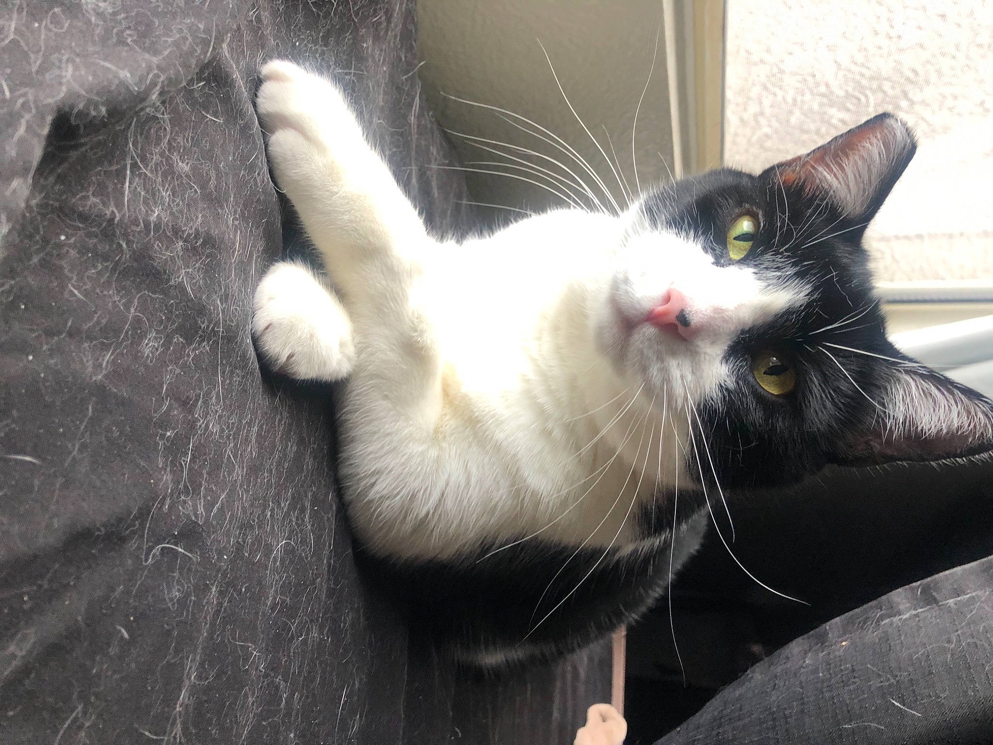 Brewster joined the competition — help win amazing prizes! carnivore, cat, claw, domestic_short_haired_cat, felidae, fur, grey, monochrome_photography, paw, small_to_medium_sized_cats, tail, whiskers, window