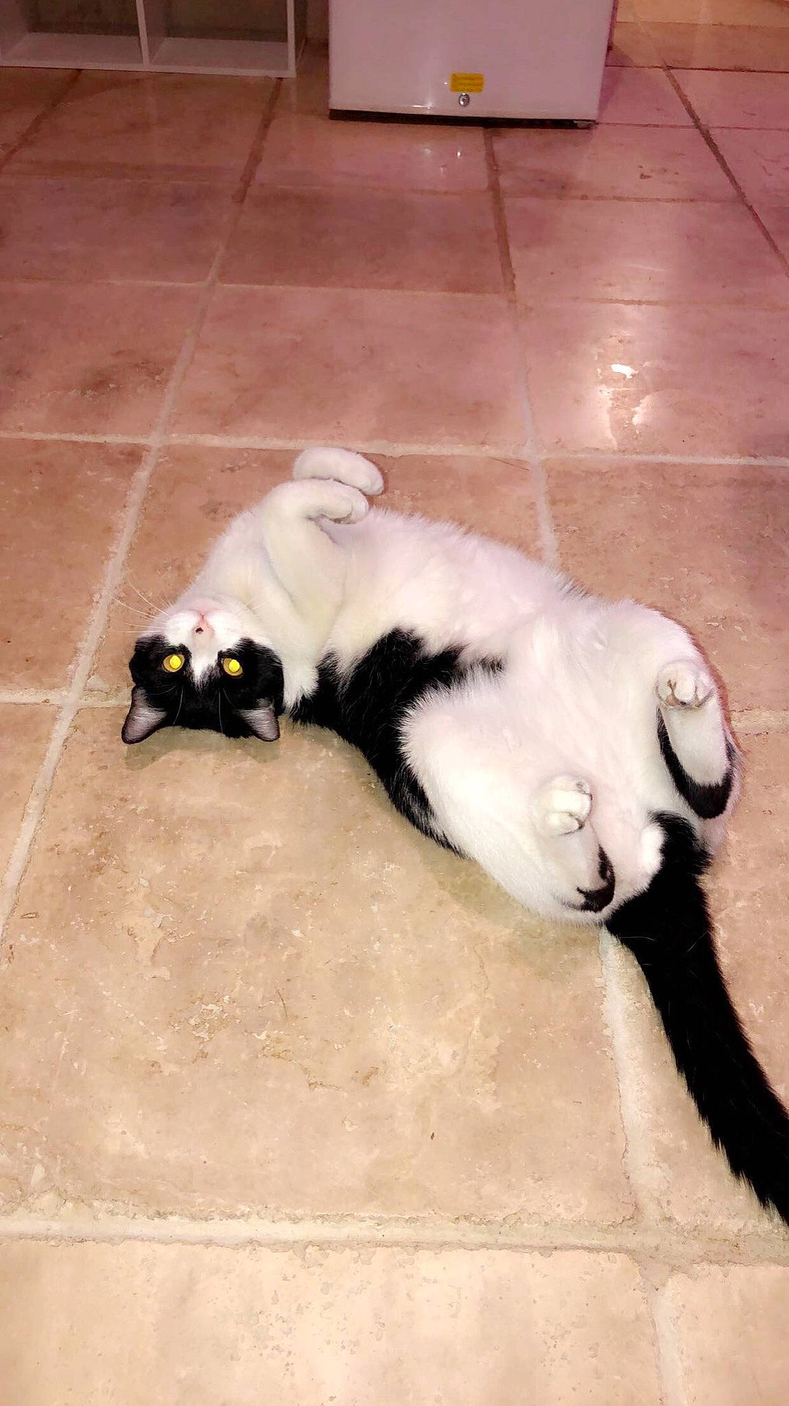 Brewster joined the competition — help win amazing prizes! carnivore, paw, tail