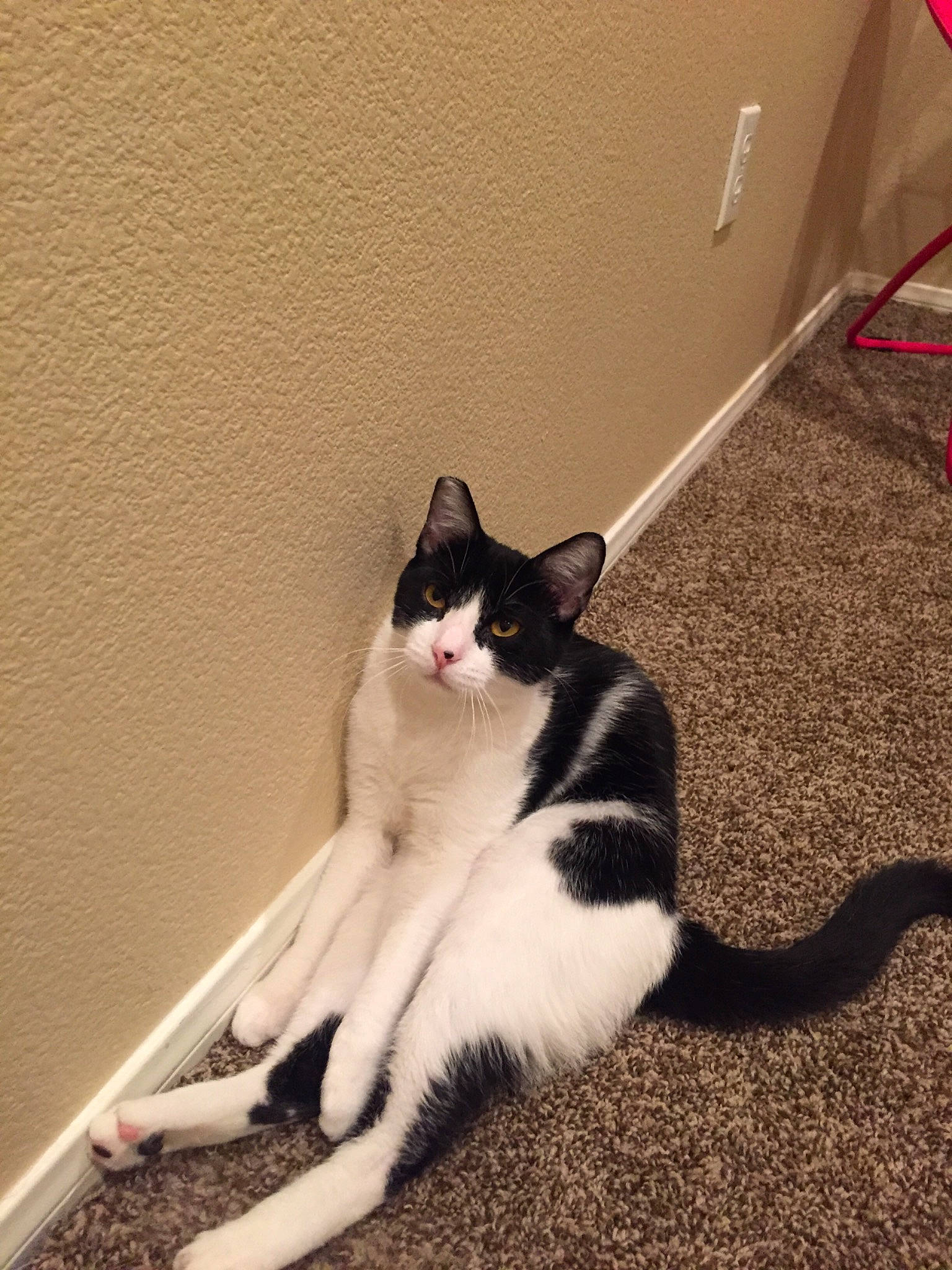 Brewster is registered to the contest to win money with this photo: carnivore, cat, domestic_short_haired_cat, eye, felidae, floor, flooring, foot, fur, hardwood, human_leg, leg, paw, small_to_medium_sized_cats, snout, stairs, tail, whiskers, window, wood