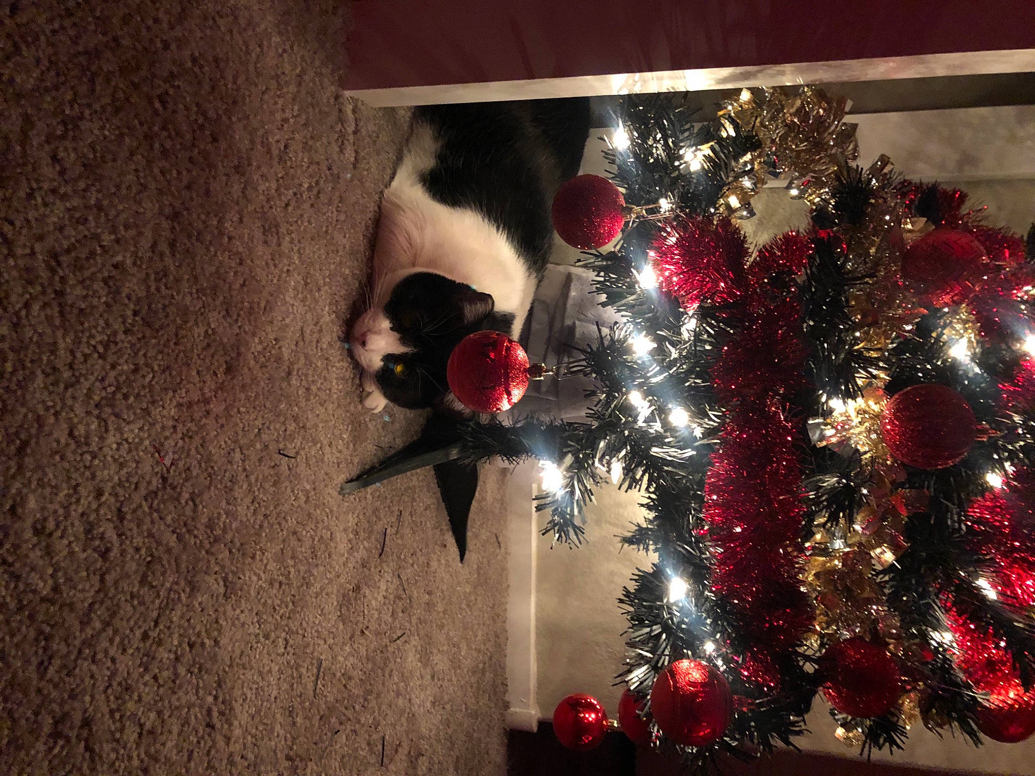 Brewster joined the competition — help win amazing prizes! branch, christmas, christmas_decoration, christmas_eve, christmas_ornament, christmas_tree, darkness, event, evergreen, holiday, holiday_ornament, ornament, plant, red, sky, space, tints_and_shades, tree, twig, wood