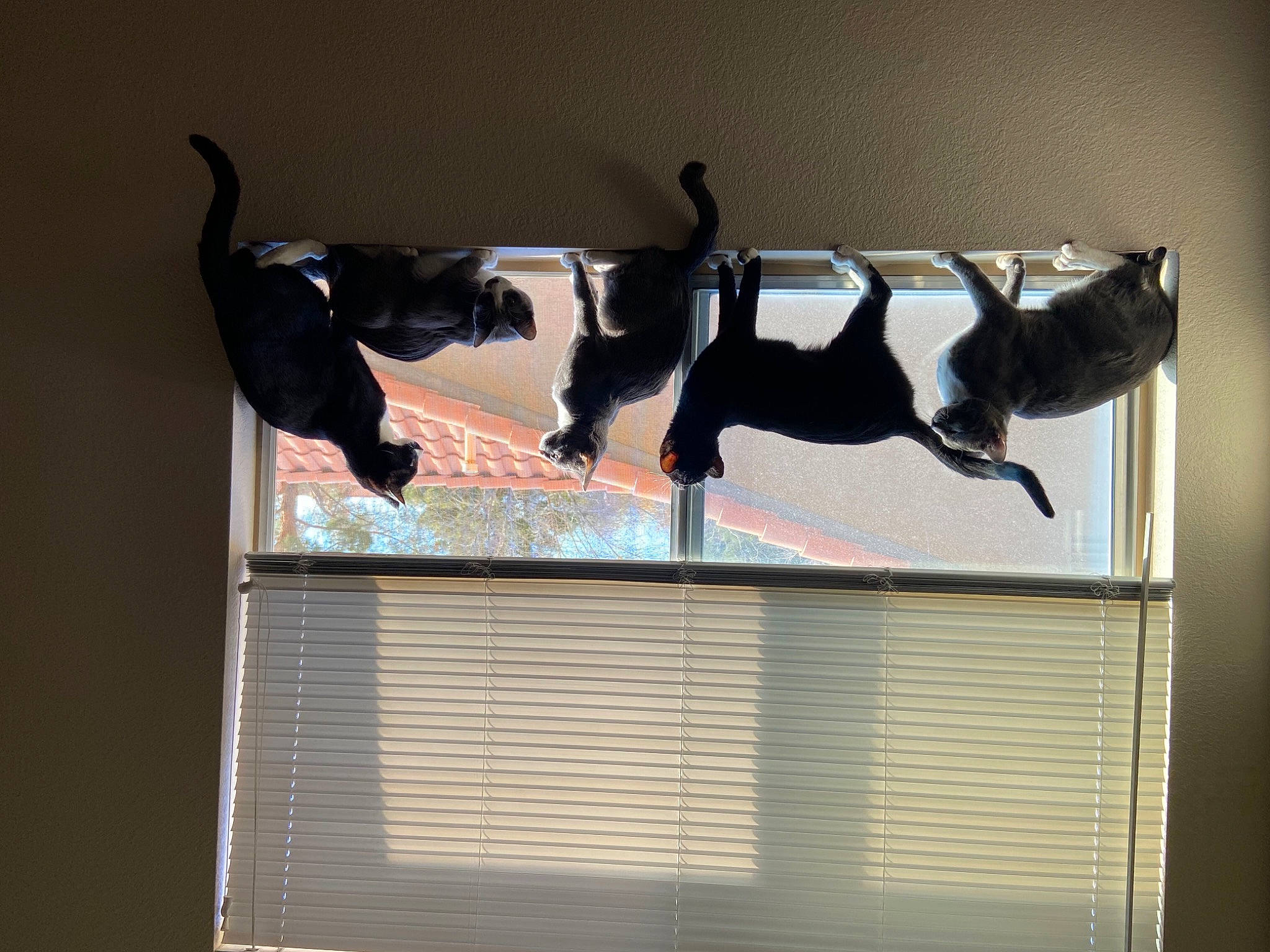 Donna joined the competition — help win amazing prizes! art, canidae, curtain, dog, dog_breed, entertainment, event, font, fun, gesture, guard_dog, performance, room, shadow, sporting_group, tail, visual_arts, wall, window_covering, window_treatment