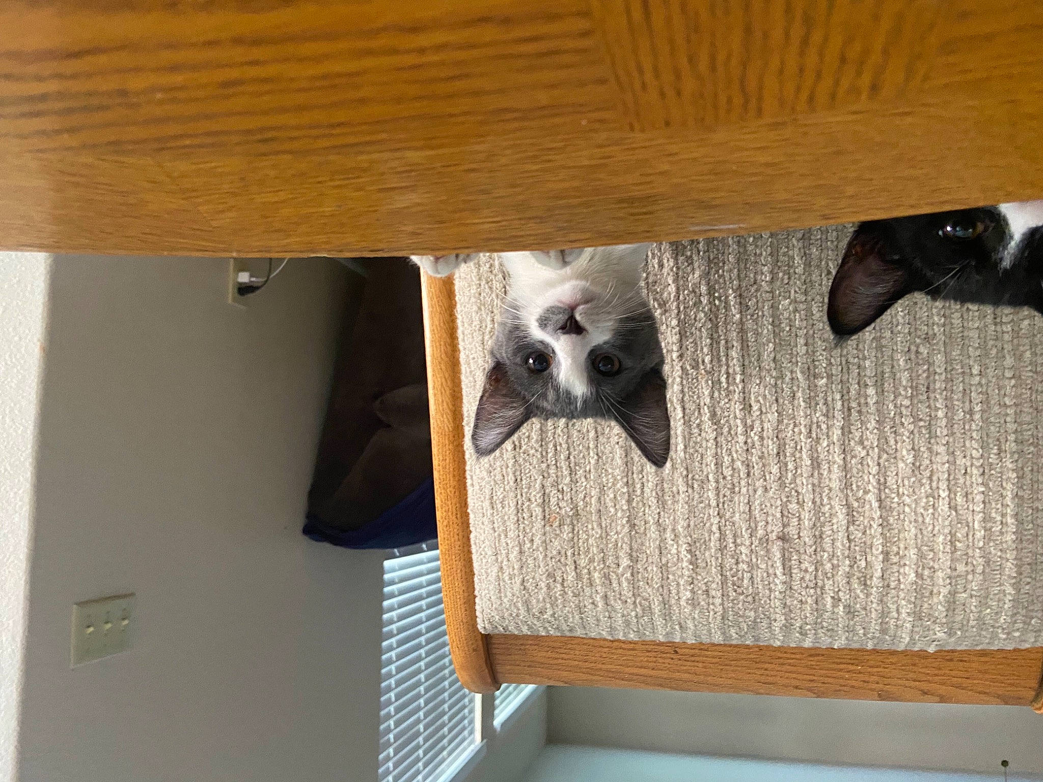 Donna is registered to the contest to win money with this photo: canidae, cat_supply, fawn, felidae, floor, flooring, fur, grey, hardwood, paw, plywood, room, shelf, shelving, skull, small_to_medium_sized_cats, tail, wood, wood_flooring, wood_stain