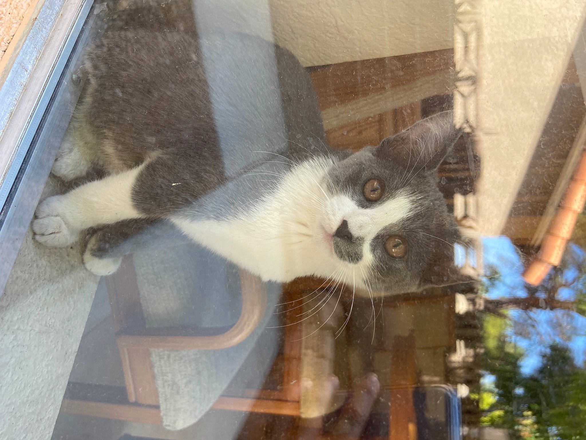 Donna joined the competition — help win amazing prizes! animal_shelter, canidae, carnivore, cat, claw, domestic_short_haired_cat, fawn, felidae, fur, paw, small_to_medium_sized_cats, tail, terrestrial_animal, tree, twig, whiskers, window, wood