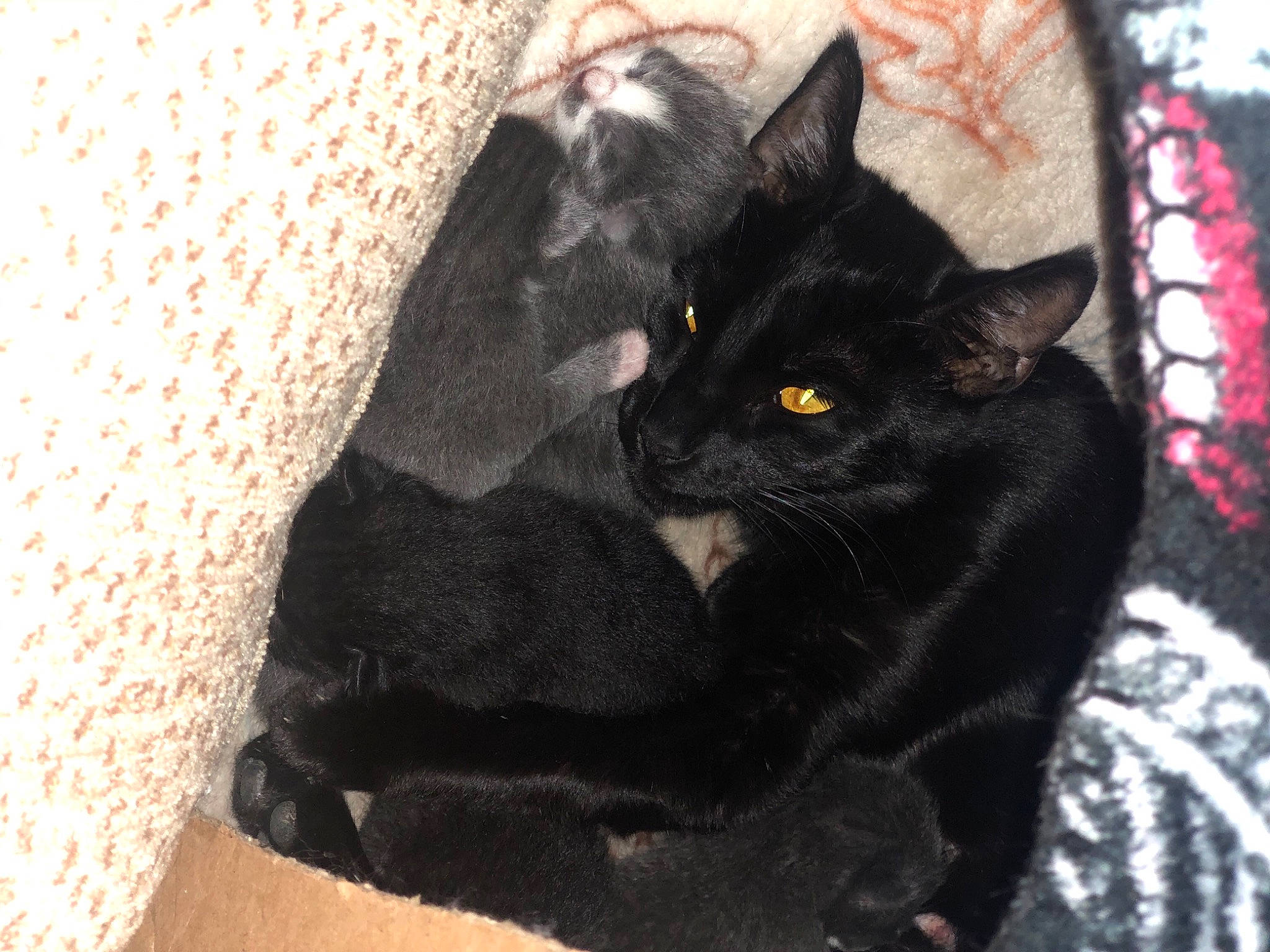 Donna is registered to the contest to win money with this photo: black_cat, bombay, carnivore, cat, cat_supply, claw, comfort, domestic_short_haired_cat, felidae, fur, grey, havana_brown, pattern, small_to_medium_sized_cats, snout, tail, whiskers