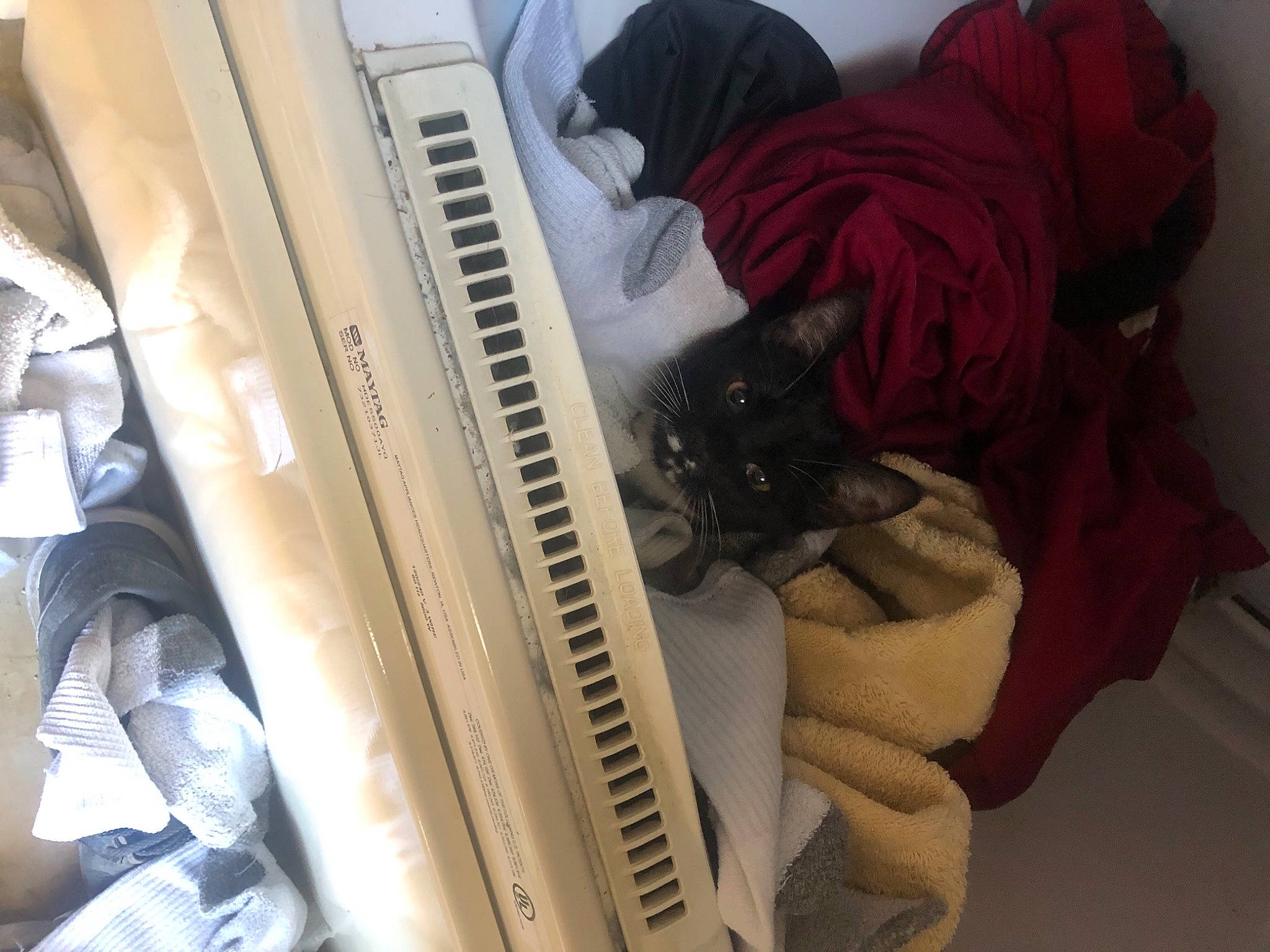 Baby Bear joined the competition — help win amazing prizes! audio_equipment, carmine, cat, comfort, electronic_instrument, felidae, flooring, fur, home_appliance, linens, machine, major_appliance, nap, office_equipment, personal_protective_equipment, room, service, small_to_medium_sized_cats, vehicle_door, whiskers