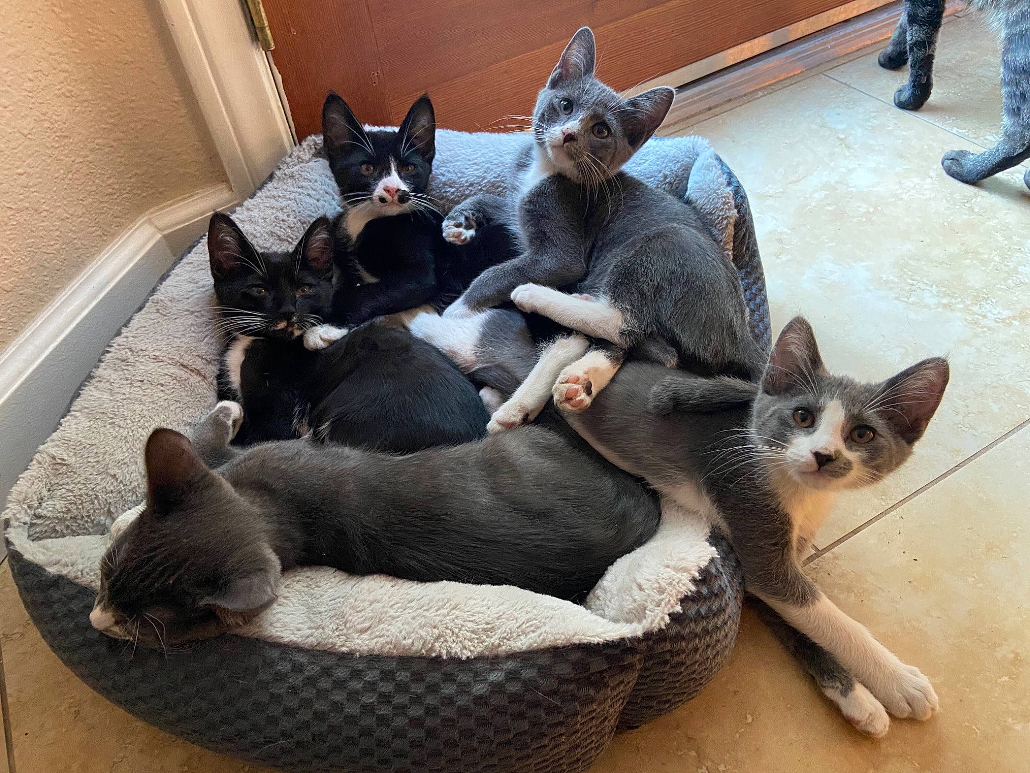 Baby Bear joined the competition — help win amazing prizes! black_cat, carnivore, cat, cat_supply, claw, comfort, dog_breed, domestic_short_haired_cat, felidae, fur, grey, mammal, paw, pet_supply, sand, small_to_medium_sized_cats, snout, tail, vertebrate, whiskers