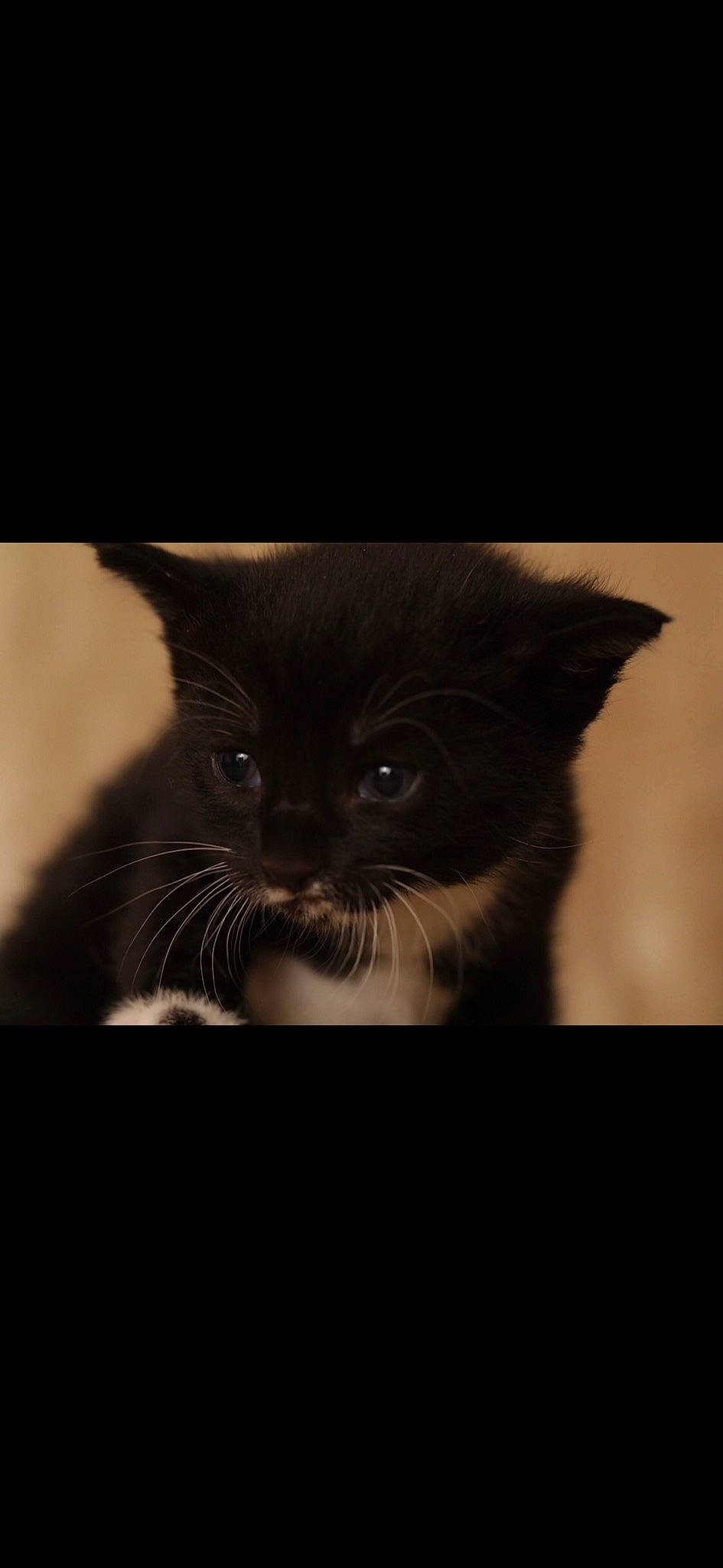 Baby Bear joined the competition — help win amazing prizes! black_cat, carnivore, cat, close_up, darkness, domestic_short_haired_cat, eye, felidae, fur, iris, monochrome, monochrome_photography, small_to_medium_sized_cats, snout, still_life_photography, tail, terrestrial_animal, tints_and_shades, whiskers, window