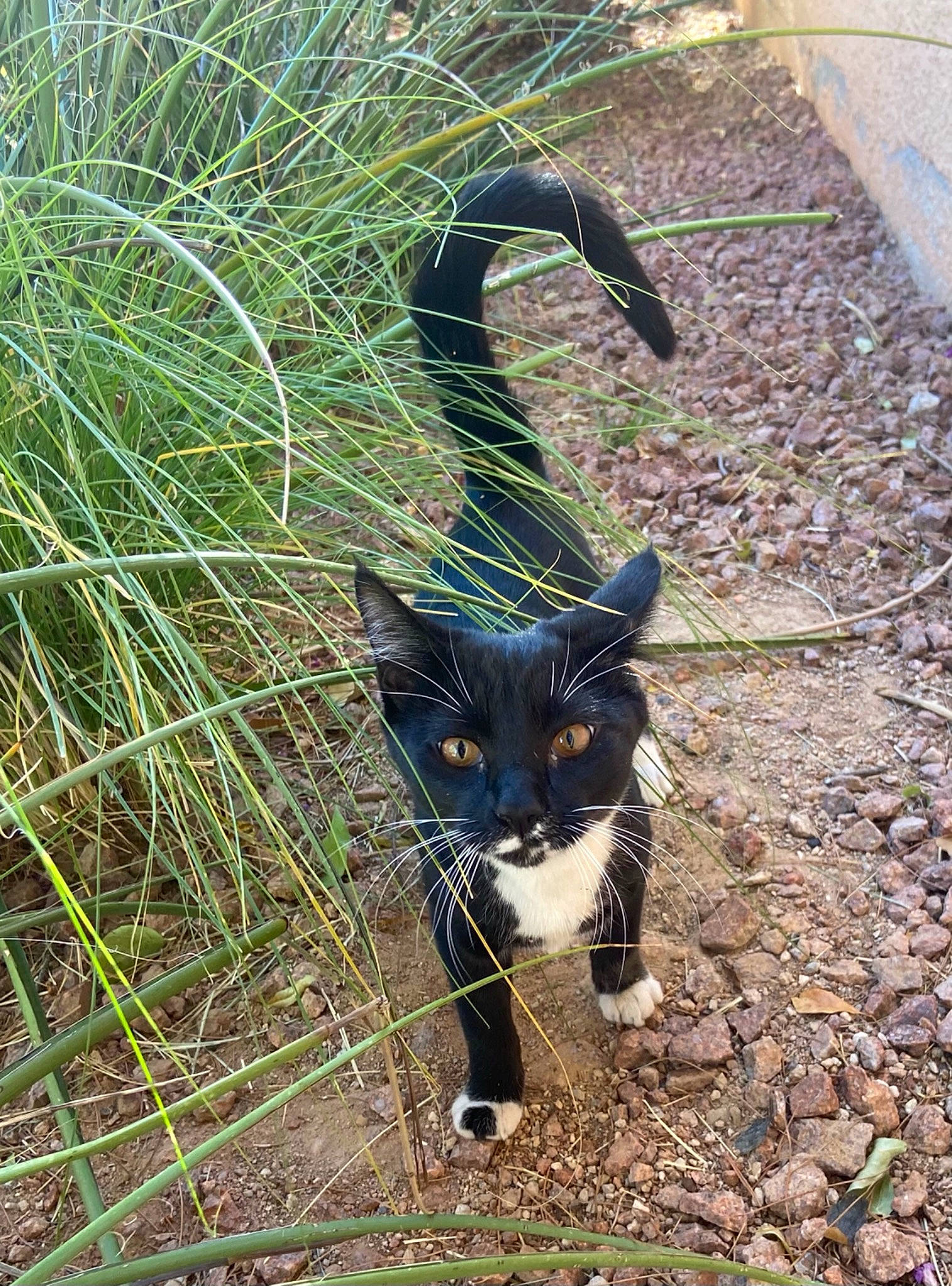 Baby Bear is registered to the contest to win money with this photo: art, carnivore, cat, dog_breed, domestic_short_haired_cat, felidae, fur, grass, grassland, groundcover, hierochloe, plant, shadow, small_to_medium_sized_cats, snout, soil, tail, terrestrial_animal, terrestrial_plant, whiskers