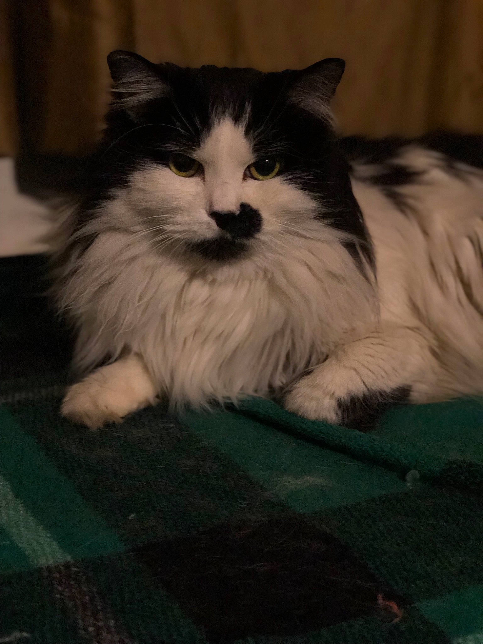 Reiyka joined the competition — help win amazing prizes! art, carnivore, cat, claw, comfort, companion_dog, eye, fawn, felidae, flooring, foot, fur, hair, ragdoll, sitting, small_to_medium_sized_cats, snout, tail, terrestrial_animal, whiskers