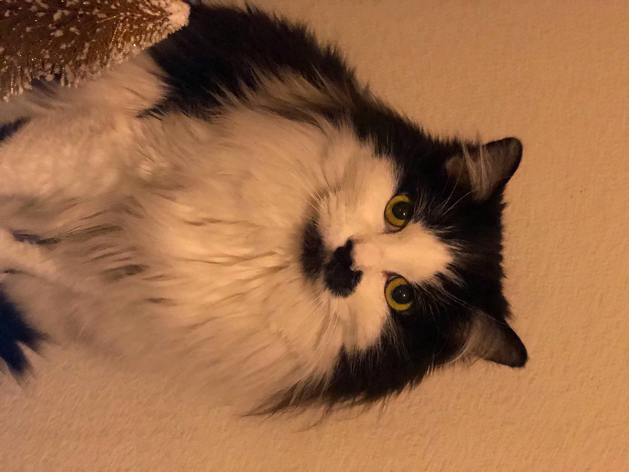 Reiyka joined the competition — help win amazing prizes! british_longhair, carnivore, cat, domestic_short_haired_cat, felidae, fur, paw, plant, small_to_medium_sized_cats, snout, tail, terrestrial_animal, whiskers