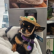 Bubbles joined the competition — help win amazing prizes! dog, small_dog, chihuahua, hat, straw_hat, blanket, pet, purple_collar, tag, indoor, store, shelf, reptile_photo, closeup, cute, animal, resting, fur, face, looking