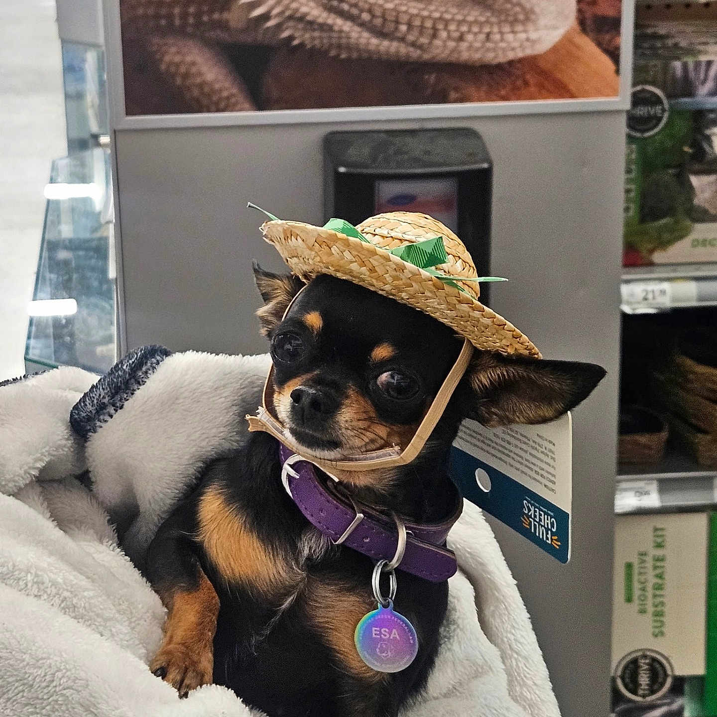 Bubbles joined the competition — help win amazing prizes! dog, small_dog, chihuahua, hat, straw_hat, blanket, pet, purple_collar, tag, indoor, store, shelf, reptile_photo, closeup, cute, animal, resting, fur, face, looking