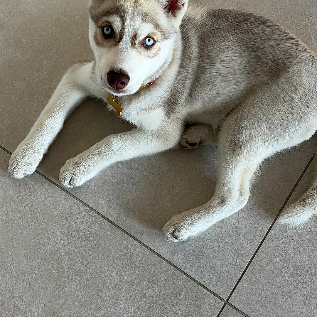 Bonnie a rejoint le concours — aidez-le/la à gagner de superbes lots ! dog, puppy, siberian_husky, blue_eyes, heterochromia, lying_down, indoor, tile_floor, gray_fur, white_fur, pointed_ears, collar, tag, pet, animal, portrait, looking_at_camera, relaxed, cute, home