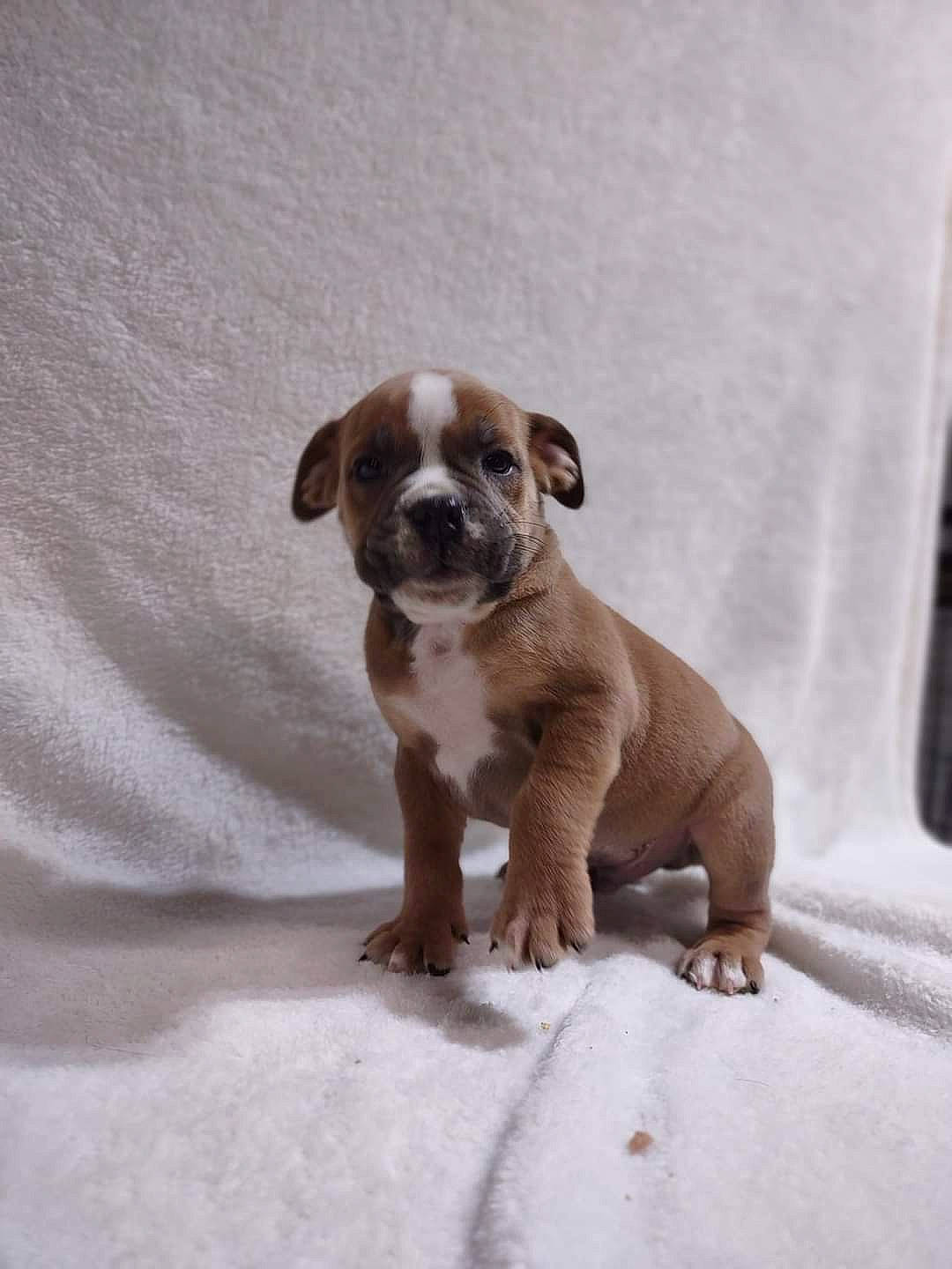 Brutus is registered to the contest to win money with this photo: ancient_dog_breeds, canidae, carnivore, companion_dog, dog, dog_breed, fawn, guard_dog, liver, molosser, non_sporting_group, snout, sporting_group, tail, terrestrial_animal, toy_dog, whiskers, working_animal, working_dog, wrinkle