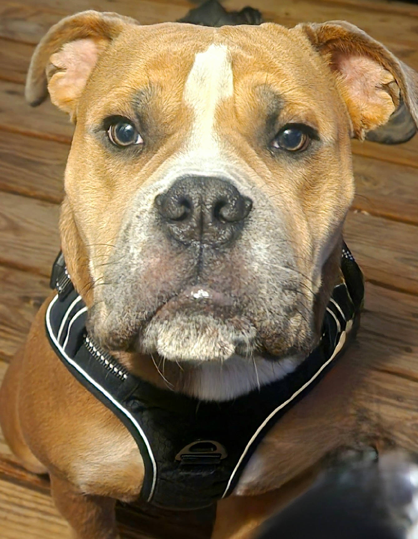 Brutus joined the competition — help win amazing prizes! carnivore, collar, companion_dog, dog, dog_breed, dog_collar, fawn, fur, non_sporting_group, pet_supply, snout, sporting_group, whiskers, working_animal, working_dog