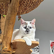 Yuki participe au concours pour gagner de l'argent avec cette photo : cat, white_cat, blue_eyes, wooden_perch, cat_tree, indoor, furniture, gray_wall, poster, artwork, pet, animal, relaxed, fluffy, closeup, portrait, domestic_cat, resting, whiskers, ears