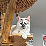 cat, white_cat, blue_eyes, wooden_perch, cat_tree, indoor, furniture, gray_wall, poster, artwork, pet, animal, relaxed, fluffy, closeup, portrait, domestic_cat, resting, whiskers, ears