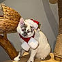 cat, white_cat, grey_markings, santa_hat, scarf, holiday_costume, festive, wooden_surface, woven_basket, scratching_post, indoor, pet, cute, animal, feline, curious, sitting, holiday, christmas, decor