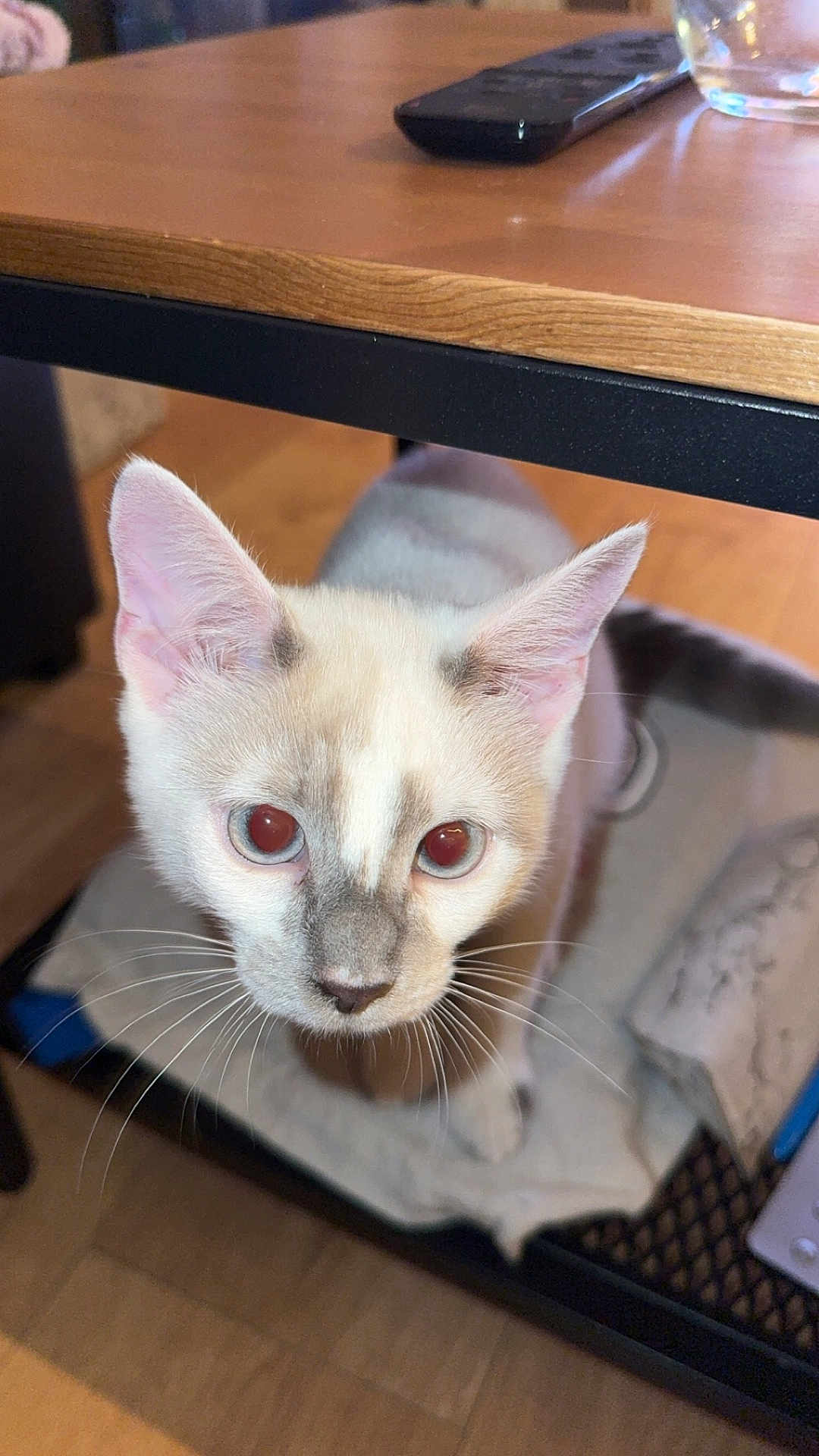 Yuki