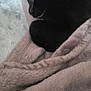 Roberto joined the competition — help win amazing prizes! black_cat, cat, blanket, cozy, sleeping, fur, pet, animal, soft, comfort, indoor, resting, cute, snuggled, domestic_cat, feline, warm, relaxation, bed, wrapped