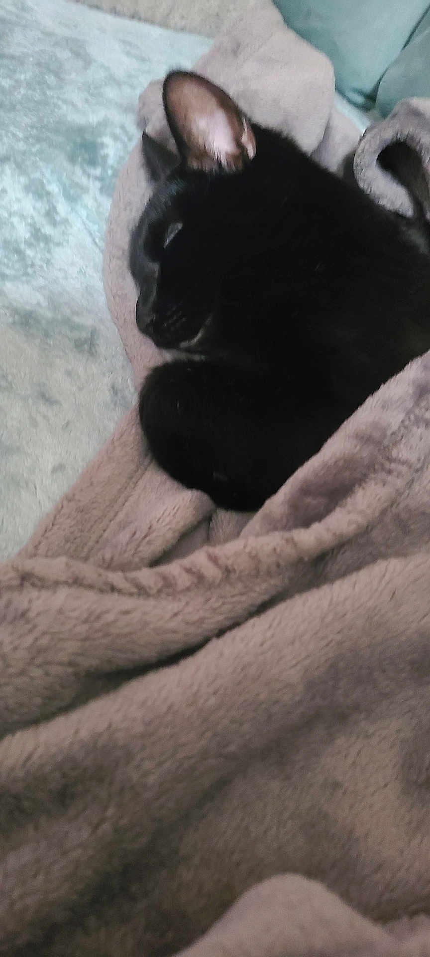 Roberto joined the competition — help win amazing prizes! black_cat, cat, blanket, cozy, sleeping, fur, pet, animal, soft, comfort, indoor, resting, cute, snuggled, domestic_cat, feline, warm, relaxation, bed, wrapped