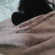 Roberto joined the competition — help win amazing prizes! black_cat, cat, blanket, cozy, sleeping, pet, fur, animal, indoor, soft, resting, cute, wrapped, comfort, feline, warm, relaxing, household, domestic, nap