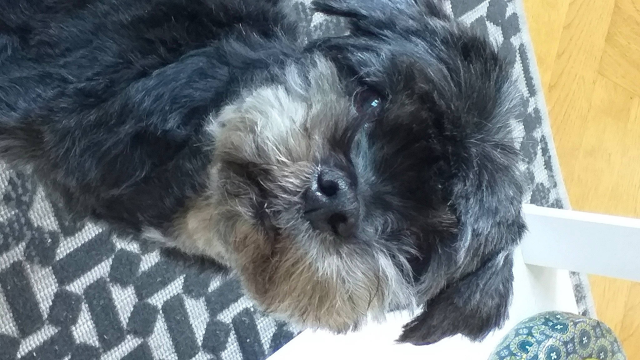 Dandy a rejoint le concours — aidez-le/la à gagner de superbes lots ! canidae, carnivore, cockapoo, companion_dog, dog, dog_breed, dog_supply, fur, liver, mal_shi, pekapoo, poodle_crossbreed, shih_poo, small_terrier, snout, sporting_group, terrier, toy_dog, water_dog, working_animal